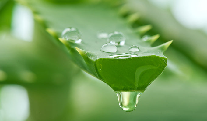 Aloe Vera Gel