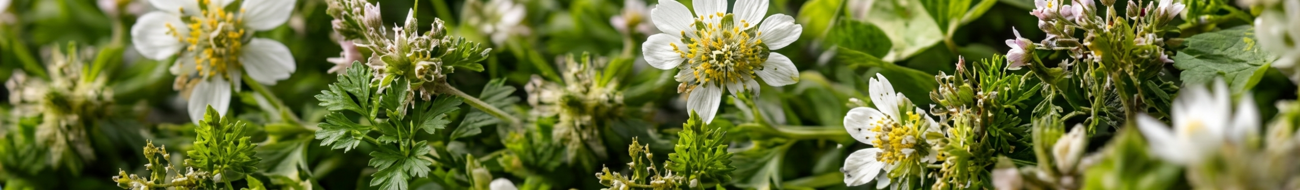 Herbal Extracts